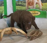 RFPF5, a female Chesapeake Bay Retriever for sale in Scottsville, KY – Photo 3 of 4