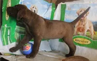 RFBF7, a female Chesapeake Bay Retriever for sale in Scottsville, KY – 3 of 4