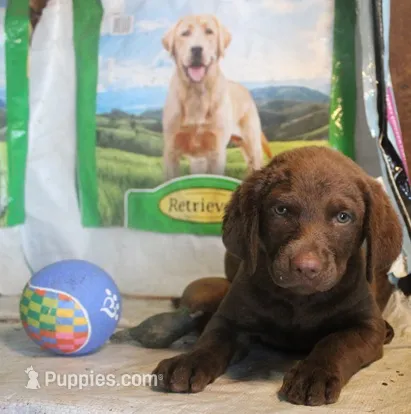 RFBF4 – Chesapeake Bay Retriever puppy for sale in Scottsville, KY