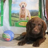 RFBF4, a female Chesapeake Bay Retriever for sale in Scottsville, KY – 1 of 4