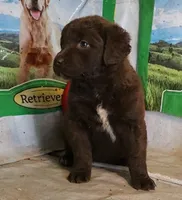 RFZF1, a female Chesapeake Bay Retriever for sale in Scottsville, KY – 8 of 9