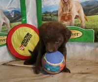 RFZM2, a male Chesapeake Bay Retriever for sale in Scottsville, KY – 8 of 10