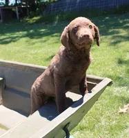 RFPF4, a female Chesapeake Bay Retriever for sale in Scottsville, KY – 5 of 5