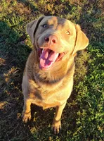 RFKM2, a female Chesapeake Bay Retriever for sale in Scottsville, KY – 3 of 4