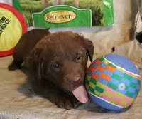 RFZM2, a male Chesapeake Bay Retriever for sale in Scottsville, KY – 2 of 10