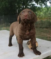 RFKM1, a male Chesapeake Bay Retriever for sale in Scottsville, KY – 3 of 8
