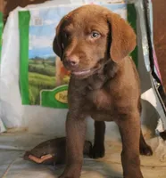 RFBF7, a female Chesapeake Bay Retriever for sale in Scottsville, KY – 4 of 4