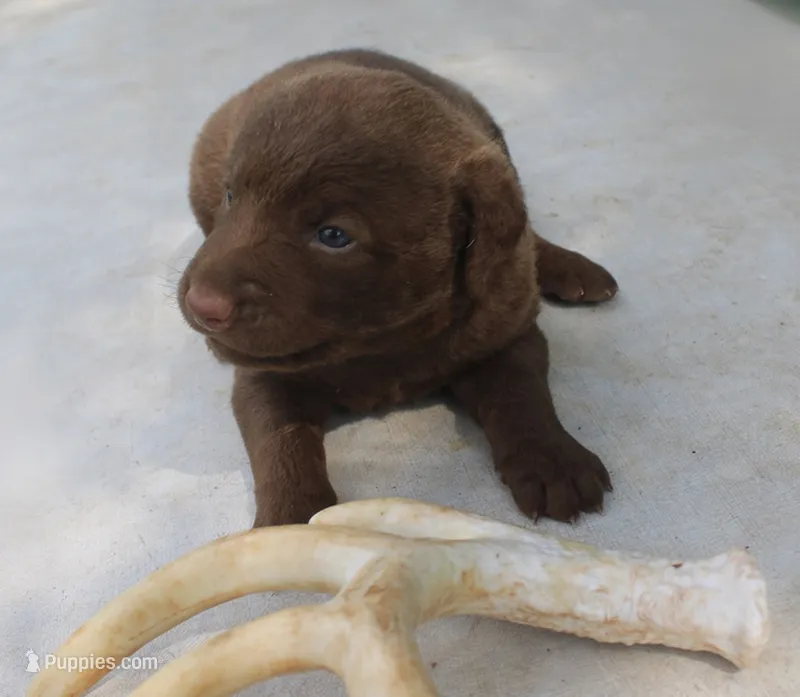 RFKF1 – Chesapeake Bay Retriever puppy for sale in Scottsville, KY