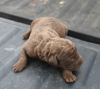 processed/3a884b3b-e035-4c31-9487-6dd4f369db1c/listing/a4136117-9d12-43db-b5b4-b826c0625843/6115aeba-56d9-4267-ba41-c657207433c3