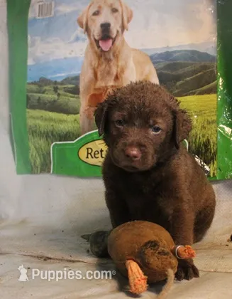 RFKM1 – Chesapeake Bay Retriever puppy for sale in Scottsville, KY
