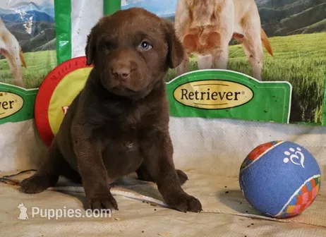 RFZM3 – Chesapeake Bay Retriever puppy for sale in Scottsville, KY