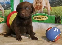 RFZM3, a male Chesapeake Bay Retriever for sale in Scottsville, KY – 1 of 5