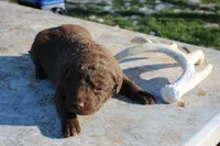 RFZF3, a female Chesapeake Bay Retriever for sale in Scottsville, KY – Photo 1 of 3