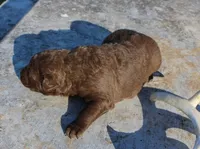 RFZF3, a female Chesapeake Bay Retriever for sale in Scottsville, KY – Photo 2 of 3