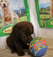 RFAM3, a male Chesapeake Bay Retriever for sale in Scottsville, KY – 5 of 6