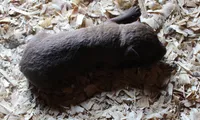 RFAM2, a female Chesapeake Bay Retriever for sale in Scottsville, KY – 2 of 5