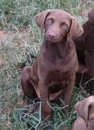 RFBF7 – Chesapeake Bay Retriever puppy for sale in Scottsville, KY