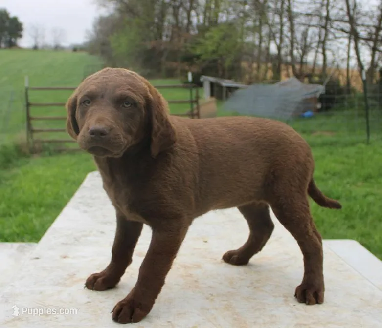 RFZF2 – Chesapeake Bay Retriever puppy for sale in Scottsville, KY