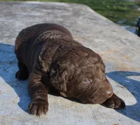 RFZF2, a female Chesapeake Bay Retriever for sale in Scottsville, KY – Photo 2 of 2