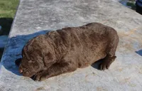 RFZF2, a female Chesapeake Bay Retriever for sale in Scottsville, KY – Photo 1 of 2