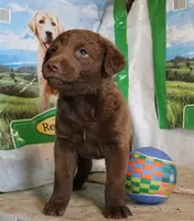 RFAF4, a female Chesapeake Bay Retriever for sale in Scottsville, KY – 4 of 5