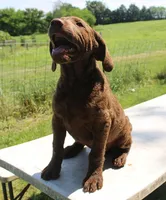 RFPM1, a male Chesapeake Bay Retriever for sale in Scottsville, KY – 4 of 6
