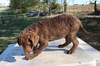 RFAF3, a female Chesapeake Bay Retriever for sale in Scottsville, KY – 6 of 8