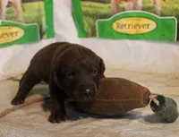 RFAM6, a male Chesapeake Bay Retriever for sale in Scottsville, KY – 2 of 5