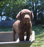 RFPF0, a female Chesapeake Bay Retriever for sale in Scottsville, KY – 2 of 8