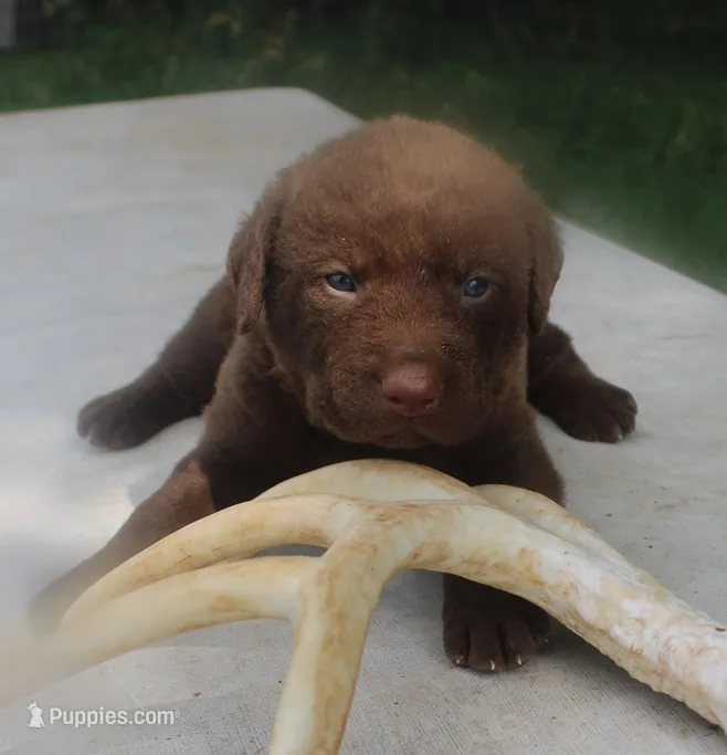 RFKF3 – Chesapeake Bay Retriever puppy for sale in Scottsville, KY