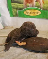 RFAM5, a male Chesapeake Bay Retriever for sale in Scottsville, KY – 3 of 3
