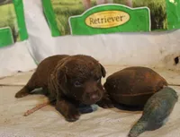 RFAF1, a female Chesapeake Bay Retriever for sale in Scottsville, KY – 4 of 4