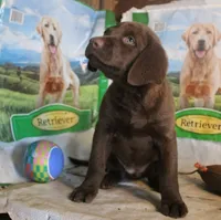 RFBF4, a female Chesapeake Bay Retriever for sale in Scottsville, KY – 2 of 4