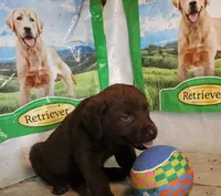 RFAM3, a male Chesapeake Bay Retriever for sale in Scottsville, KY – 6 of 6