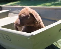 RFPM1, a male Chesapeake Bay Retriever for sale in Scottsville, KY – 4 of 4