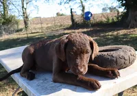RFAF4, a female Chesapeake Bay Retriever for sale in Scottsville, KY – 2 of 9