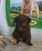 RFPM2, a male Chesapeake Bay Retriever for sale in Scottsville, KY – Photo 4 of 4