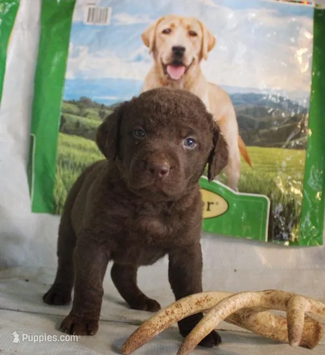 RFPM2 – Chesapeake Bay Retriever puppy for sale in Scottsville, KY