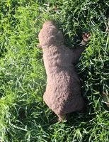 RFPM3, a male Chesapeake Bay Retriever for sale in Scottsville, KY – Photo 2 of 3