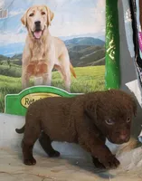 RFPM2, a male Chesapeake Bay Retriever for sale in Scottsville, KY – Photo 3 of 4