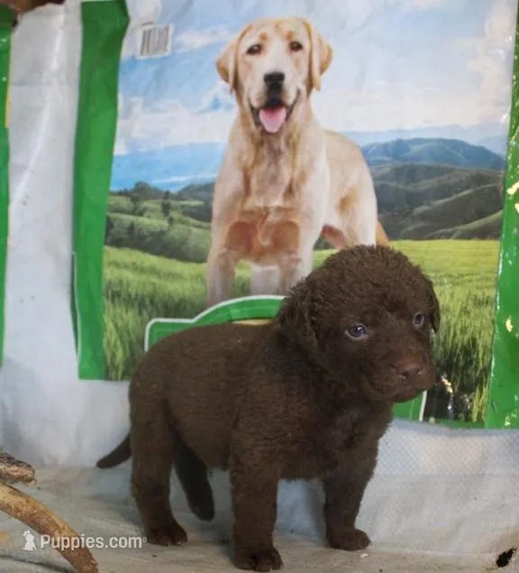 RFPM2 – Chesapeake Bay Retriever puppy for sale in Scottsville, KY