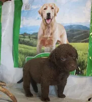 RFPM2, a male Chesapeake Bay Retriever for sale in Scottsville, KY – Photo 1 of 4