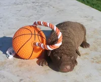 RFPM3, a male Chesapeake Bay Retriever for sale in Scottsville, KY – Photo 1 of 3