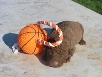 RFPM3, a male Chesapeake Bay Retriever for sale in Scottsville, KY – Photo 3 of 3