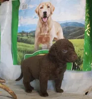 RFPM2, a male Chesapeake Bay Retriever for sale in Scottsville, KY – Photo 2 of 4