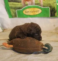 RFAF3, a female Chesapeake Bay Retriever for sale in Scottsville, KY – 3 of 4