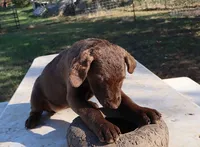 RFAF4, a female Chesapeake Bay Retriever for sale in Scottsville, KY – 3 of 9