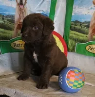 RFZF1, a female Chesapeake Bay Retriever for sale in Scottsville, KY – 6 of 9