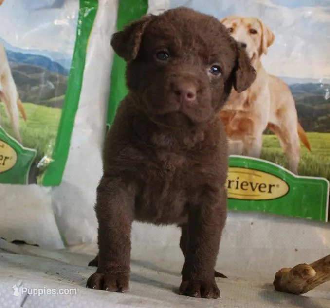 RFPF6 – Chesapeake Bay Retriever puppy for sale in Scottsville, KY