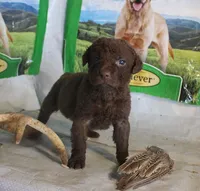 RFPF6, a female Chesapeake Bay Retriever for sale in Scottsville, KY – Photo 1 of 3